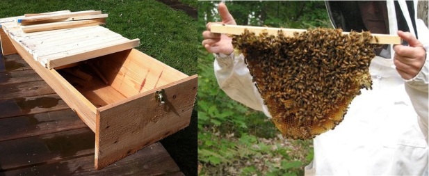 Bars on Top of an Open Long-Box Hive  -  Bees Build Honeycomb Hanging from a Top Bar